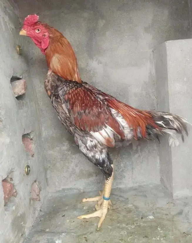 imported pathay tyar for sale 0308#8719#257 — photo 9
