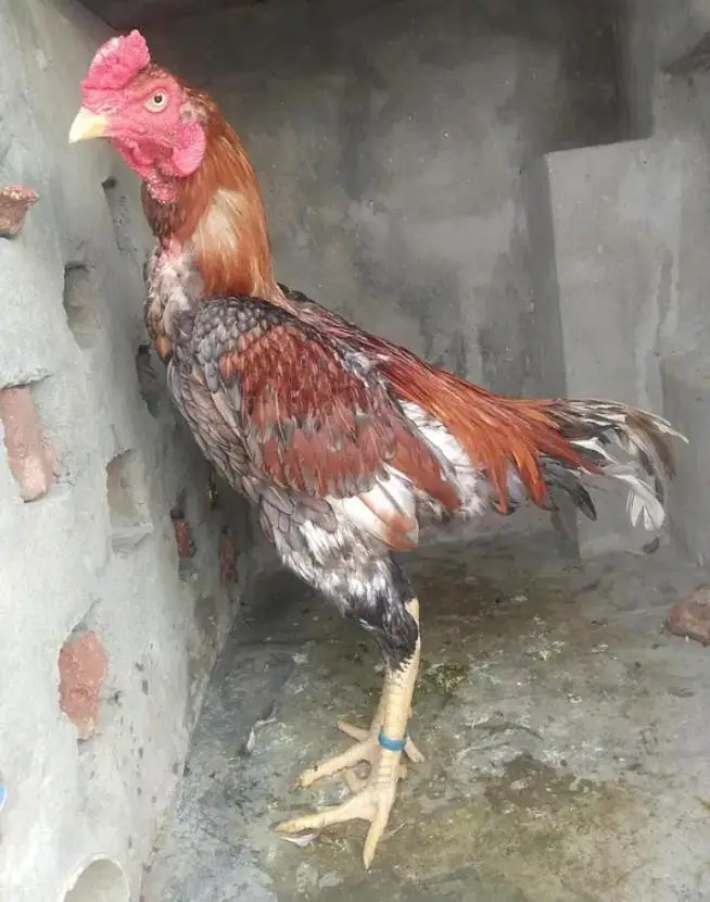 imported pathay tyar for sale 0308#8719#257 — photo 10
