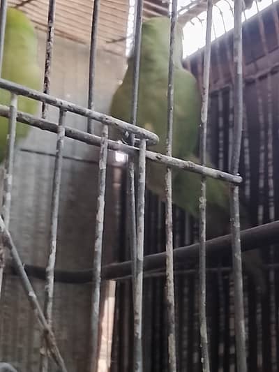 raw parrot jis Bhai ko chahiya wo rabta kary