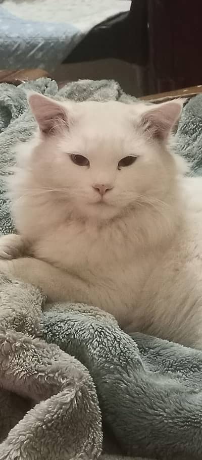 Pure White Persian Male Cat – 14 Months Old