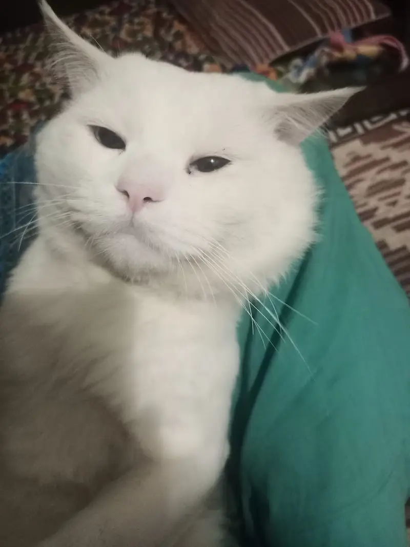 Pure White Persian Male Cat – 14 Months Old — photo 2