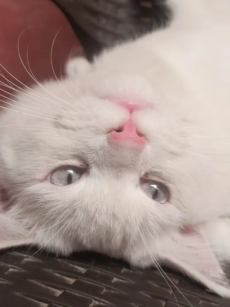 Pure White Persian Male Cat – 14 Months Old — photo 3