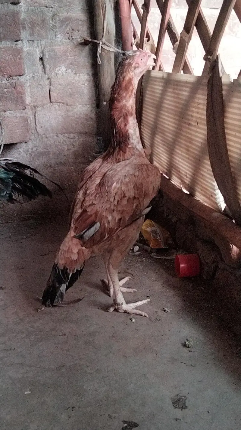 Pure Aseel Pair — photo 3