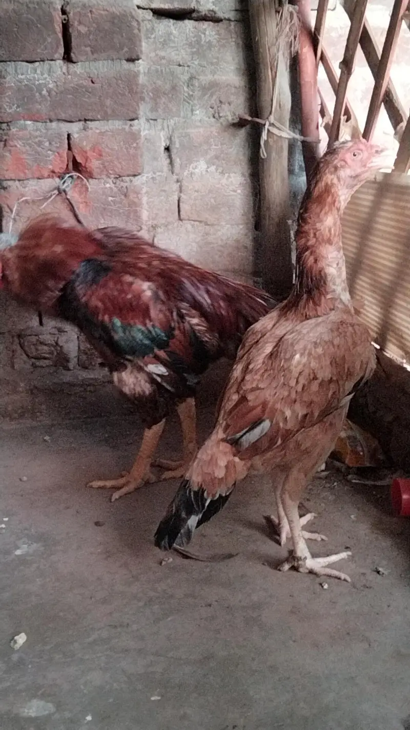 Pure Aseel Pair — photo 4