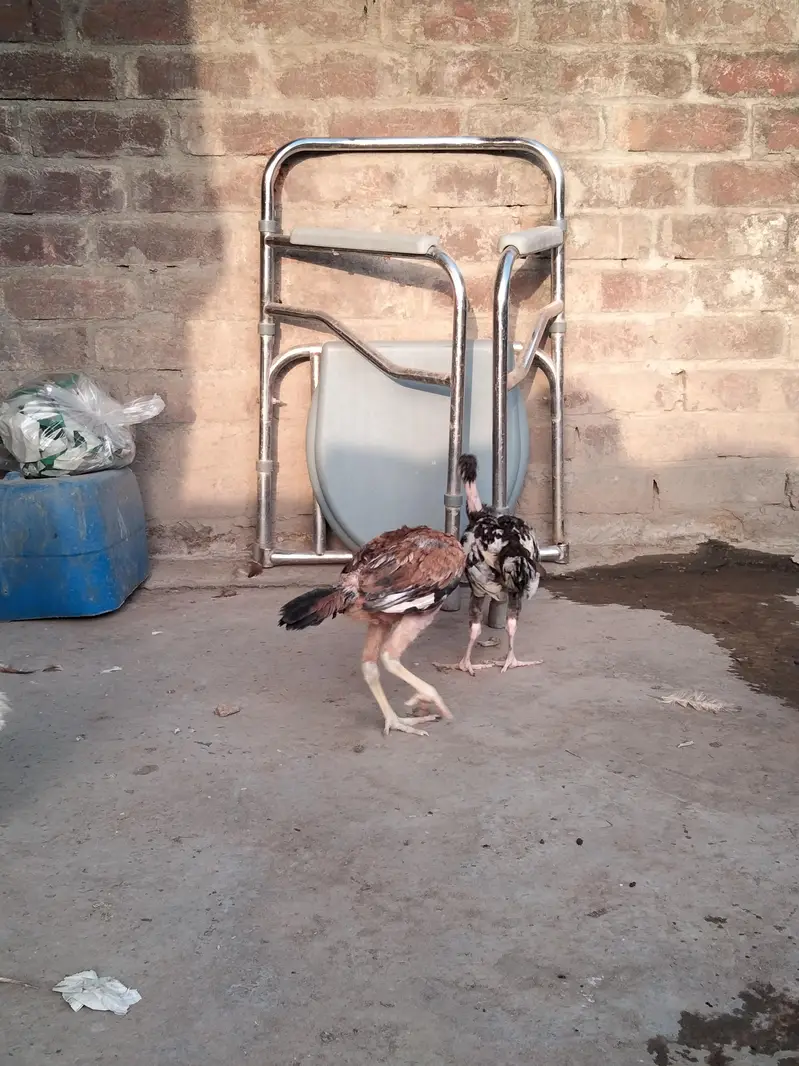 Pure Aseel Pair — photo 5