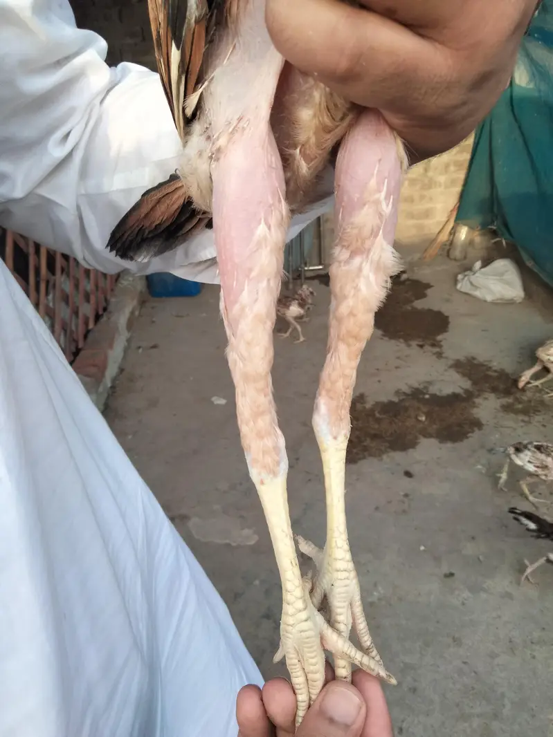 Pure Aseel Pair — photo 6