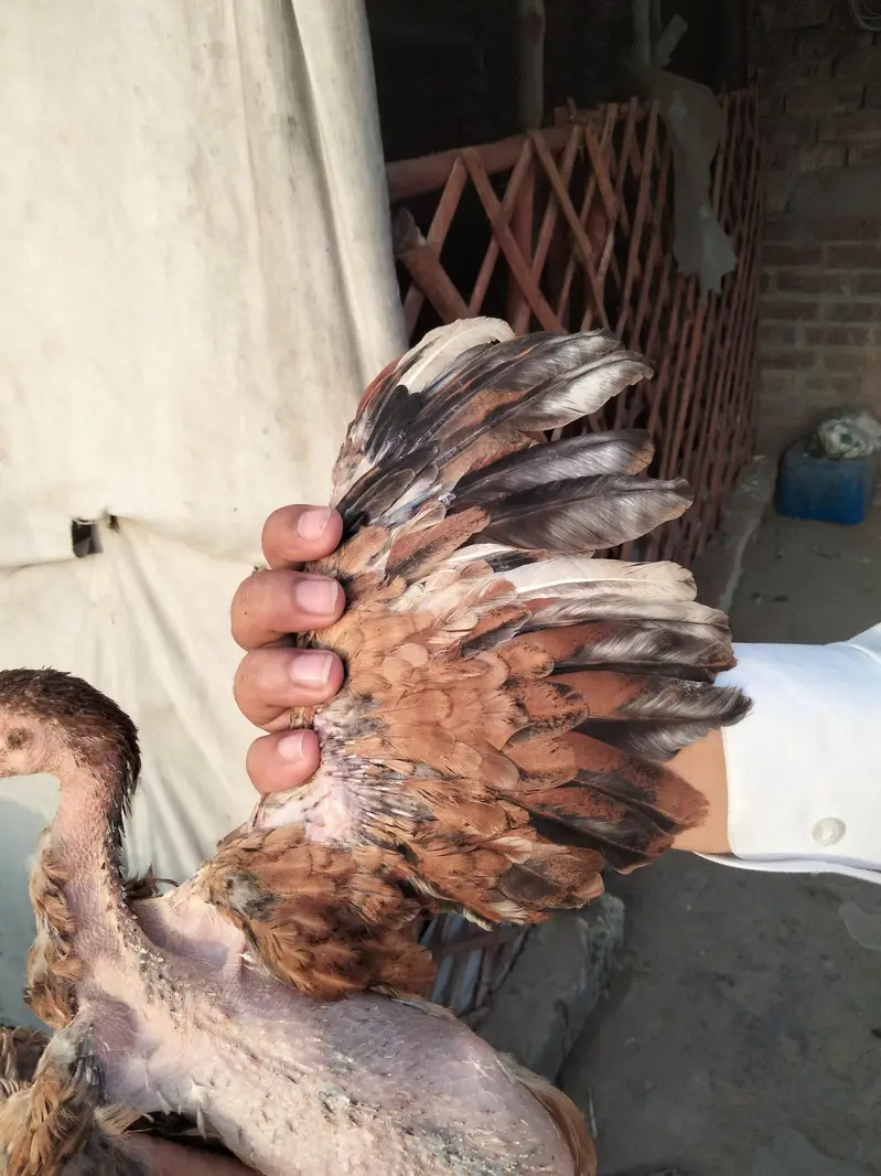 Pure Aseel Pair — photo 8