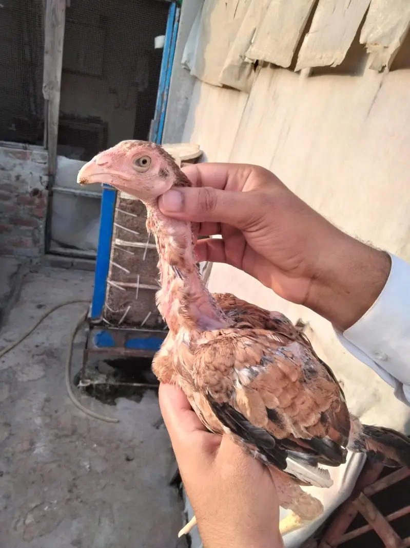 Pure Aseel Pair — photo 9