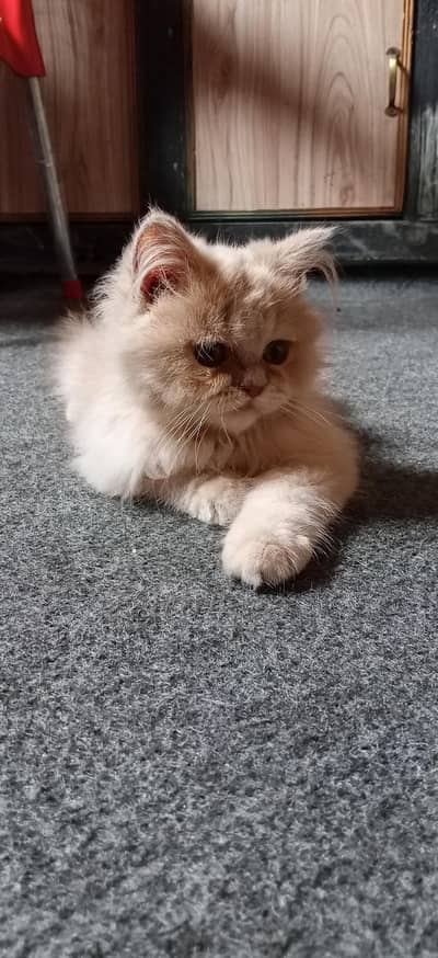 Cute male kitten Persian triple coated