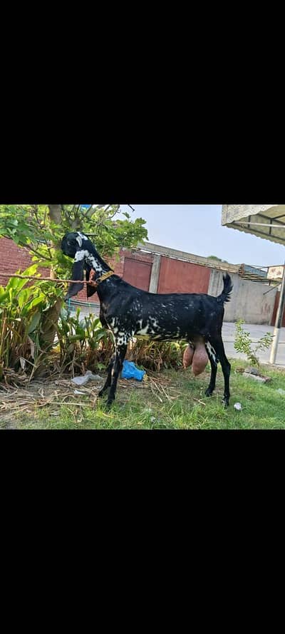 Makhi goat