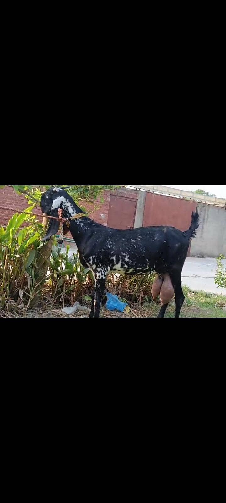 goat  2