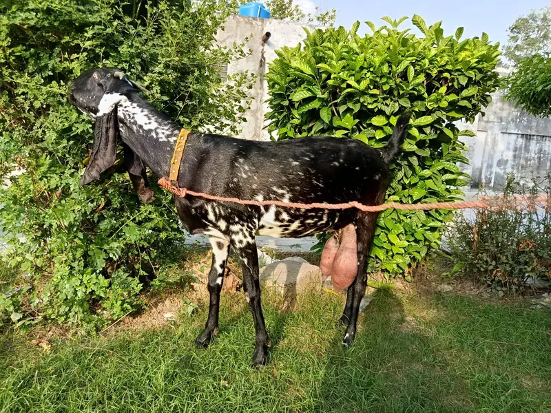 goat  — photo 4