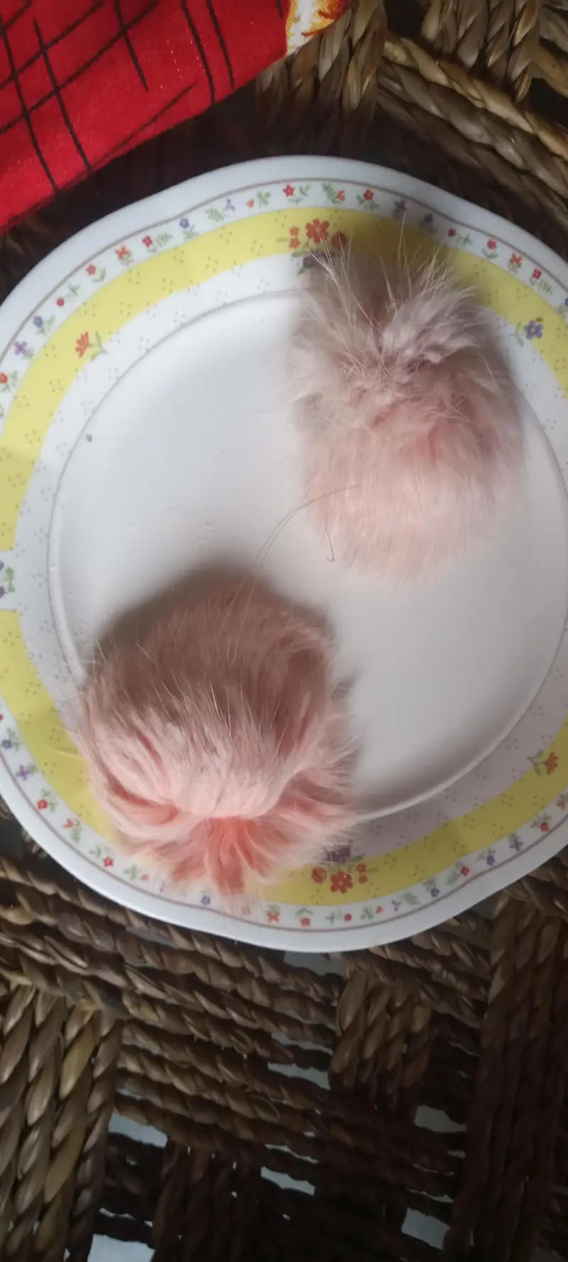 Gedar singi for sale — photo 3