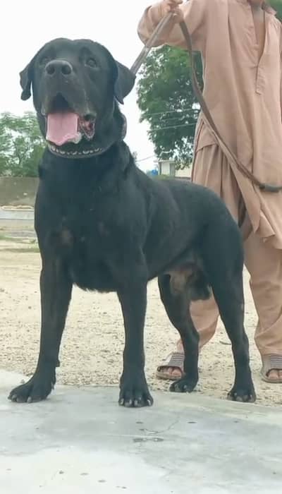 Labrador male dog for sale
