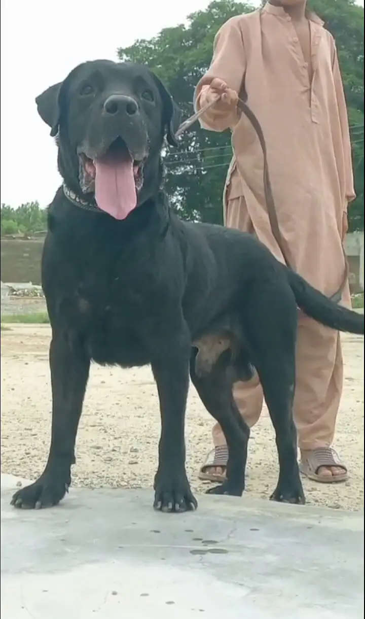 Labrador male dog for sale — photo 2