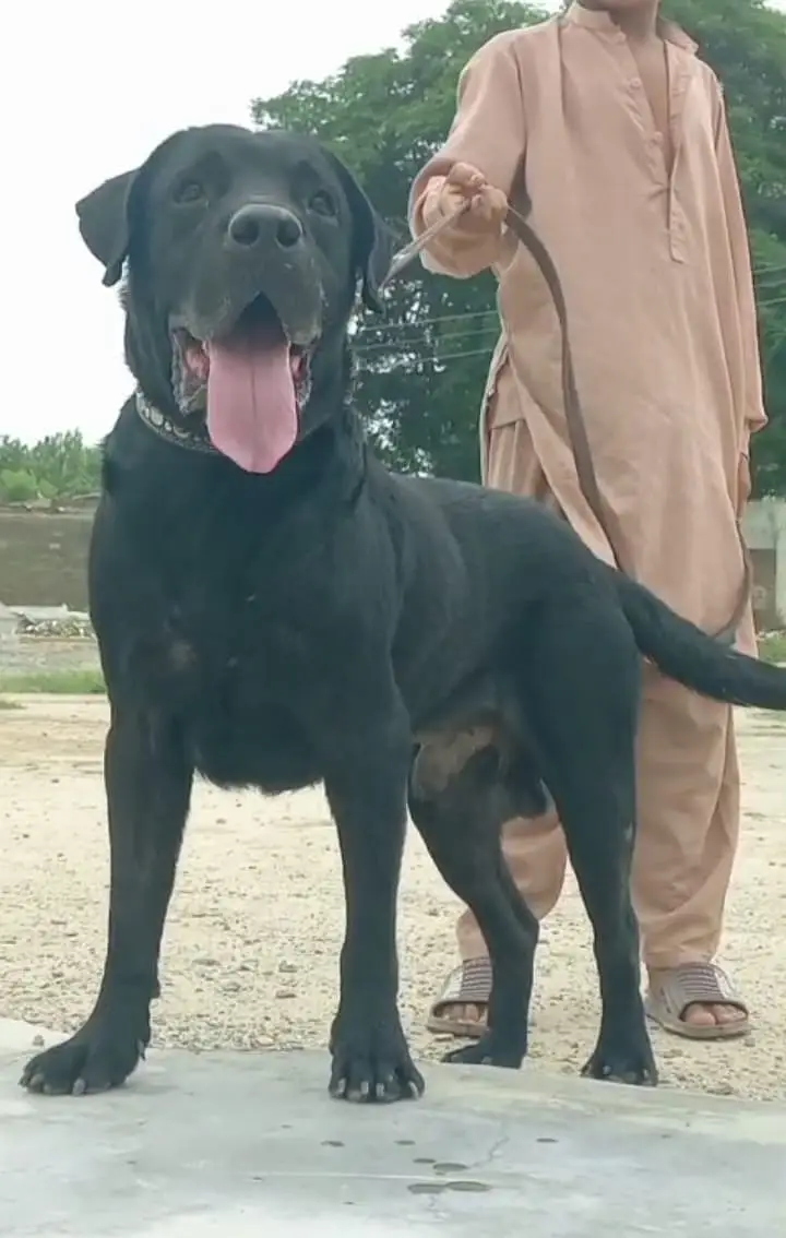 Labrador male dog for sale — photo 3
