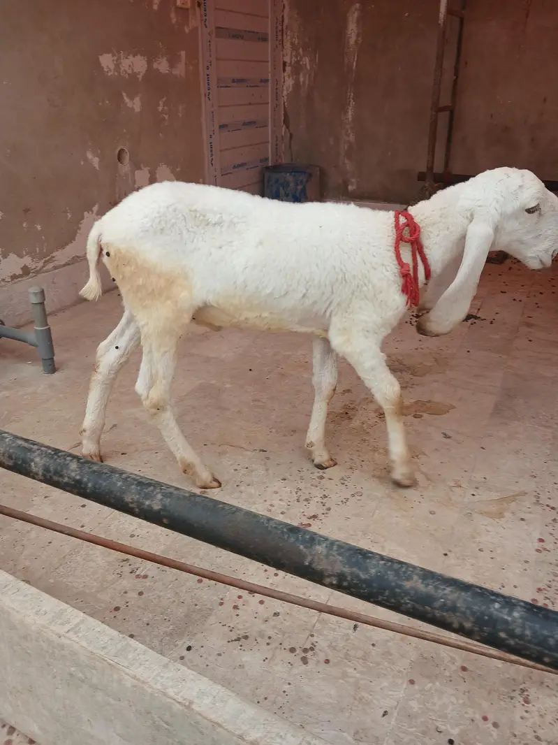 Pure larkana gulabi dumba — photo 2