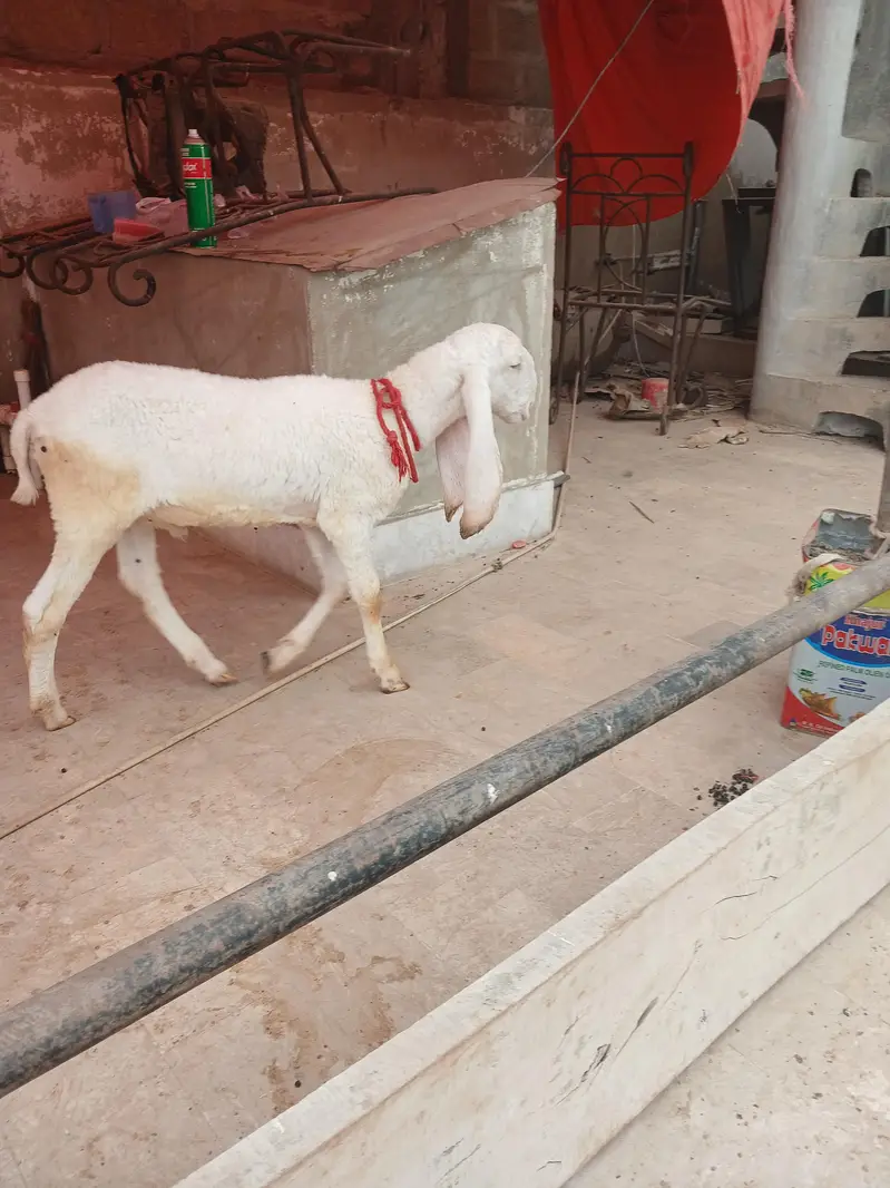Pure larkana gulabi dumba — photo 3