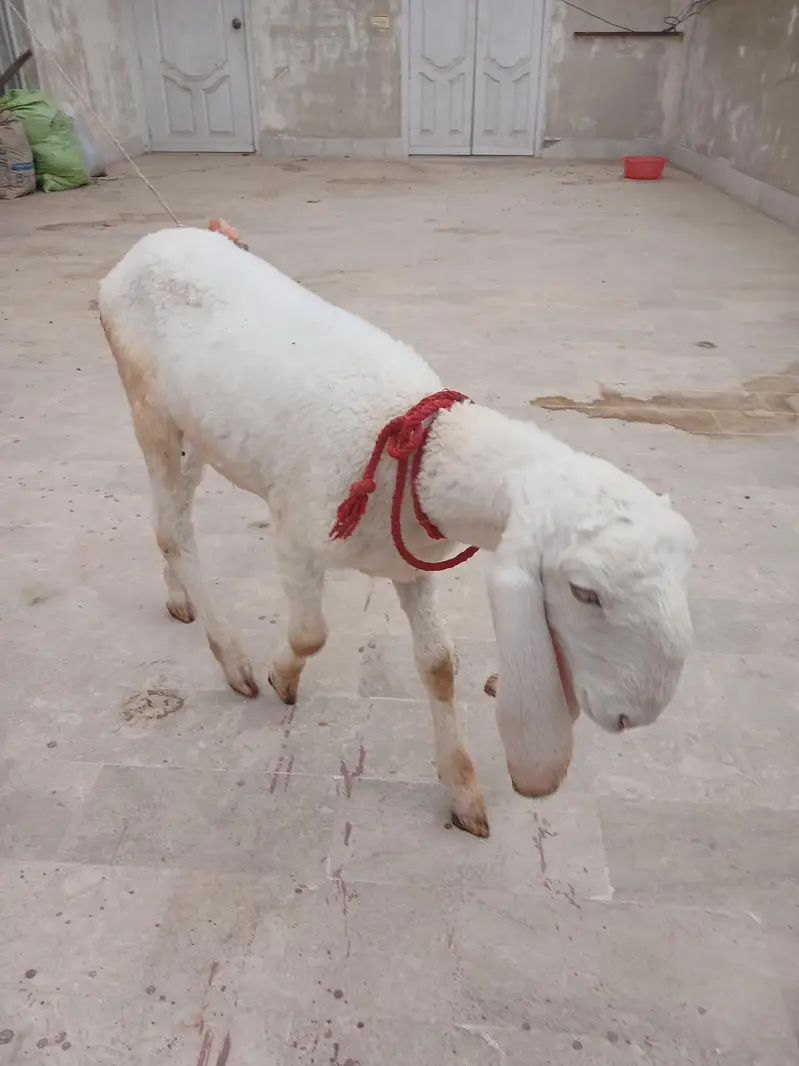 Pure larkana gulabi dumba — photo 4