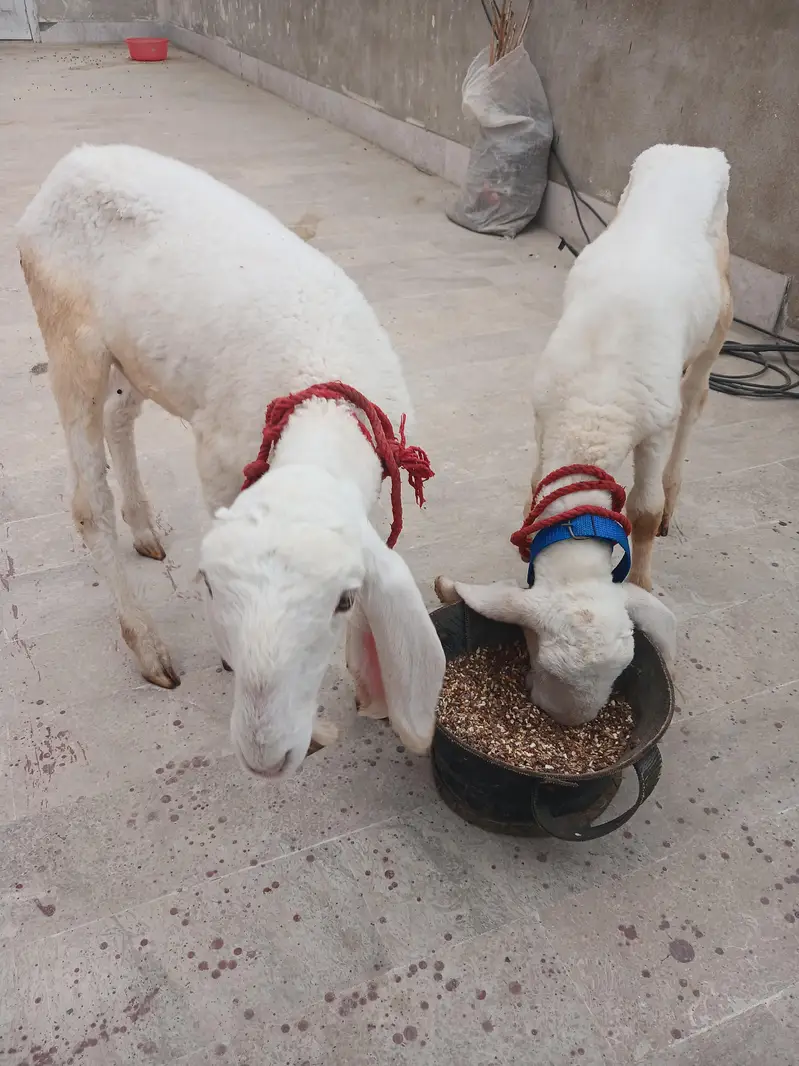 Pure larkana gulabi dumba — photo 5