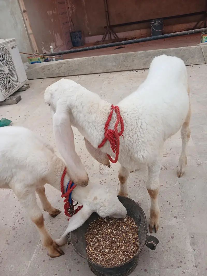 Pure larkana gulabi dumba — photo 6