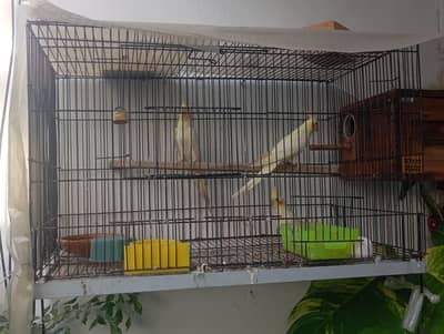 PAIR OF COCKATIEL