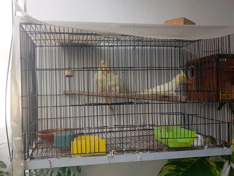 PAIR OF COCKATIEL (BOX + CAGE + CHICK) — photo 2