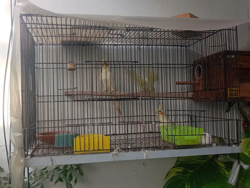 PAIR OF COCKATIEL (BOX + CAGE + CHICK) — photo 3