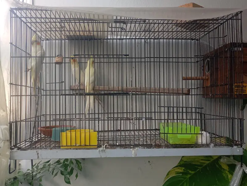 PAIR OF COCKATIEL (BOX + CAGE + CHICK) — photo 4