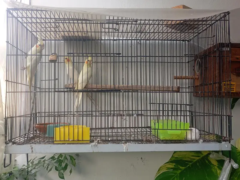 PAIR OF COCKATIEL (BOX + CAGE + CHICK) — photo 5
