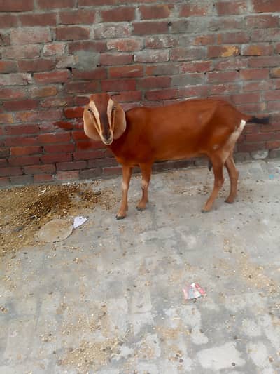 Desi bakri gabbn