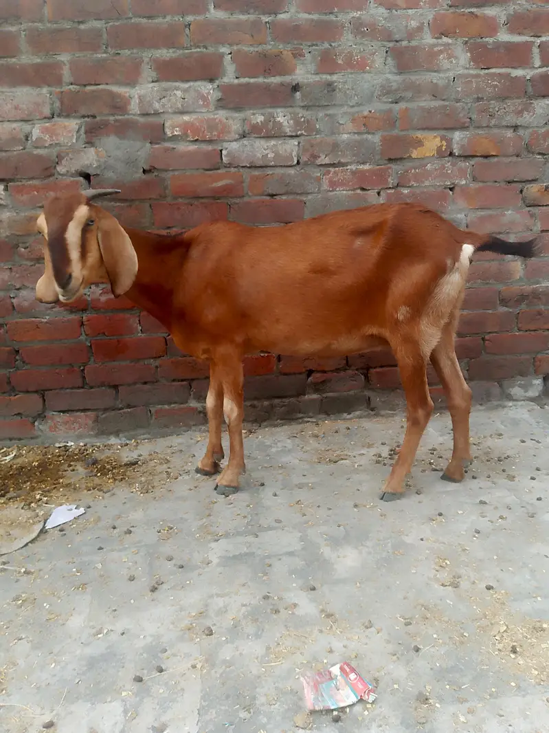Desi bakri gabbn — photo 2