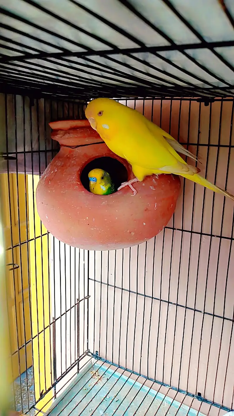 Diamond dove | Java | Finches | Australian budgie parrot | breeder pai — photo 2