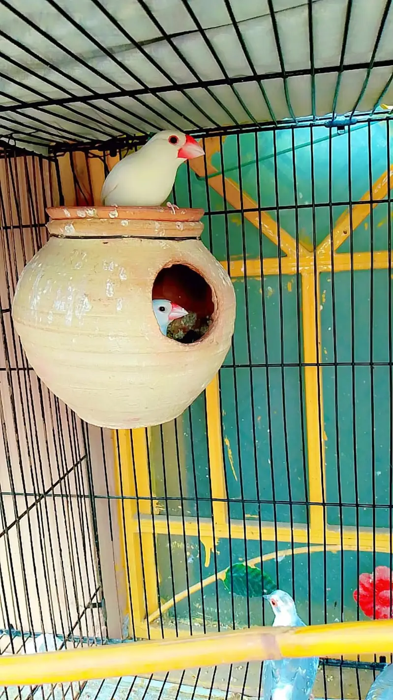 Diamond dove | Java | Finches | Australian budgie parrot | breeder pai — photo 3