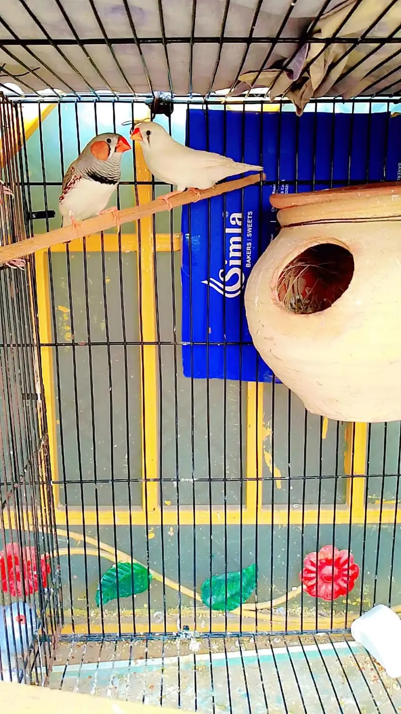 Diamond dove | Java | Finches | Australian budgie parrot | breeder pai — photo 4