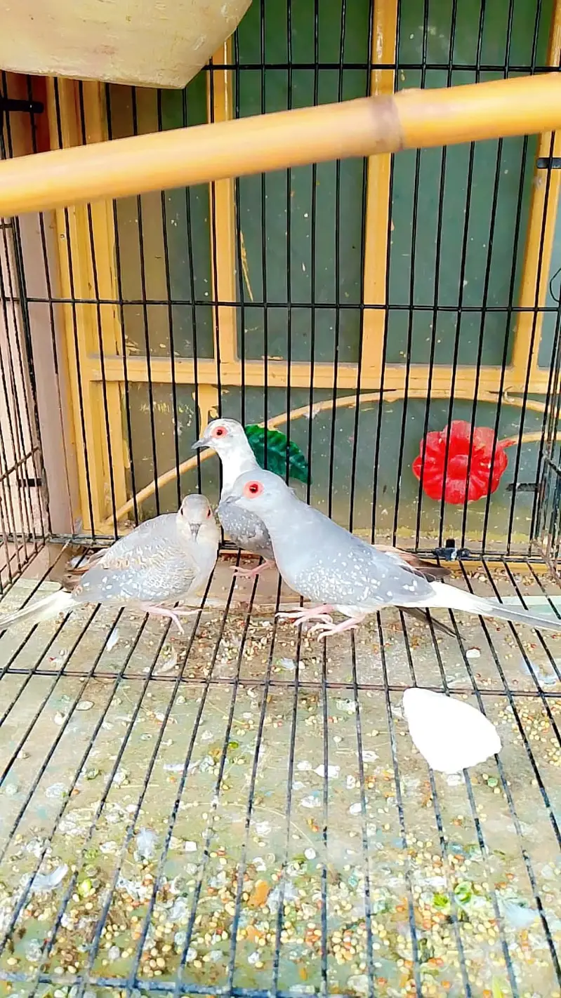 Diamond dove | Java | Finches | Australian budgie parrot | breeder pai — photo 5