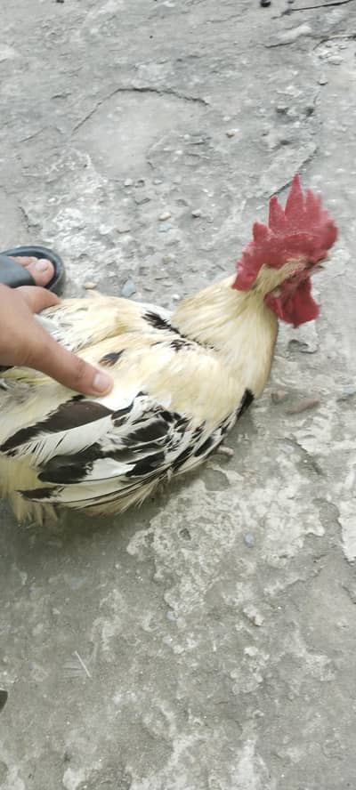 murga
