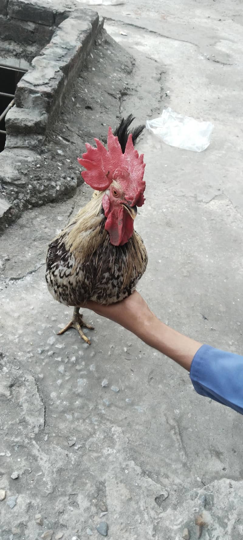 murga 4