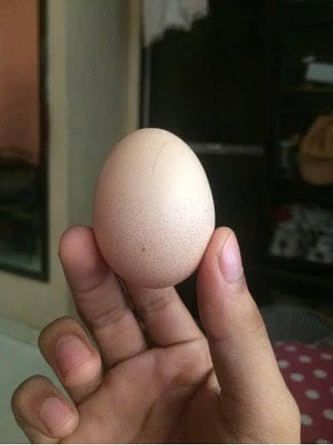 aseel egg fresh