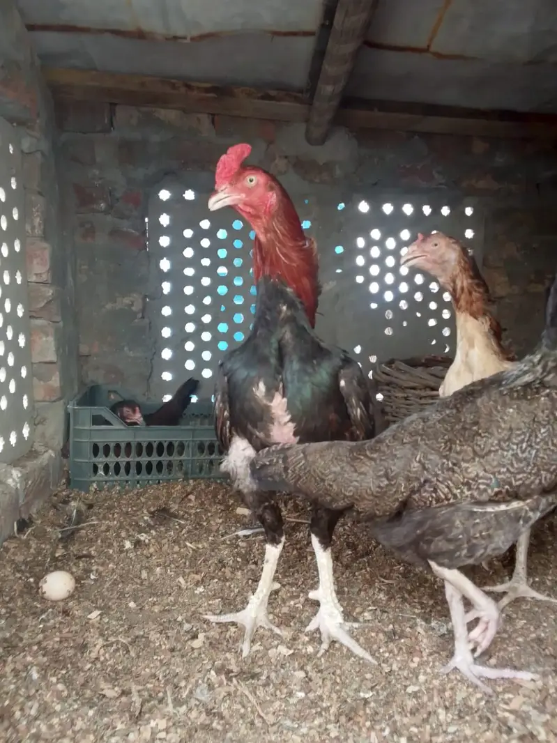 aseel egg fresh — photo 2