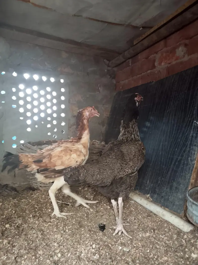 aseel egg fresh — photo 4