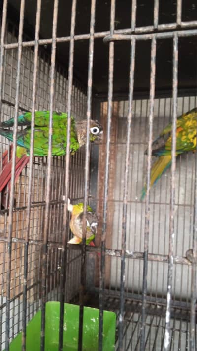 yellow sided conure