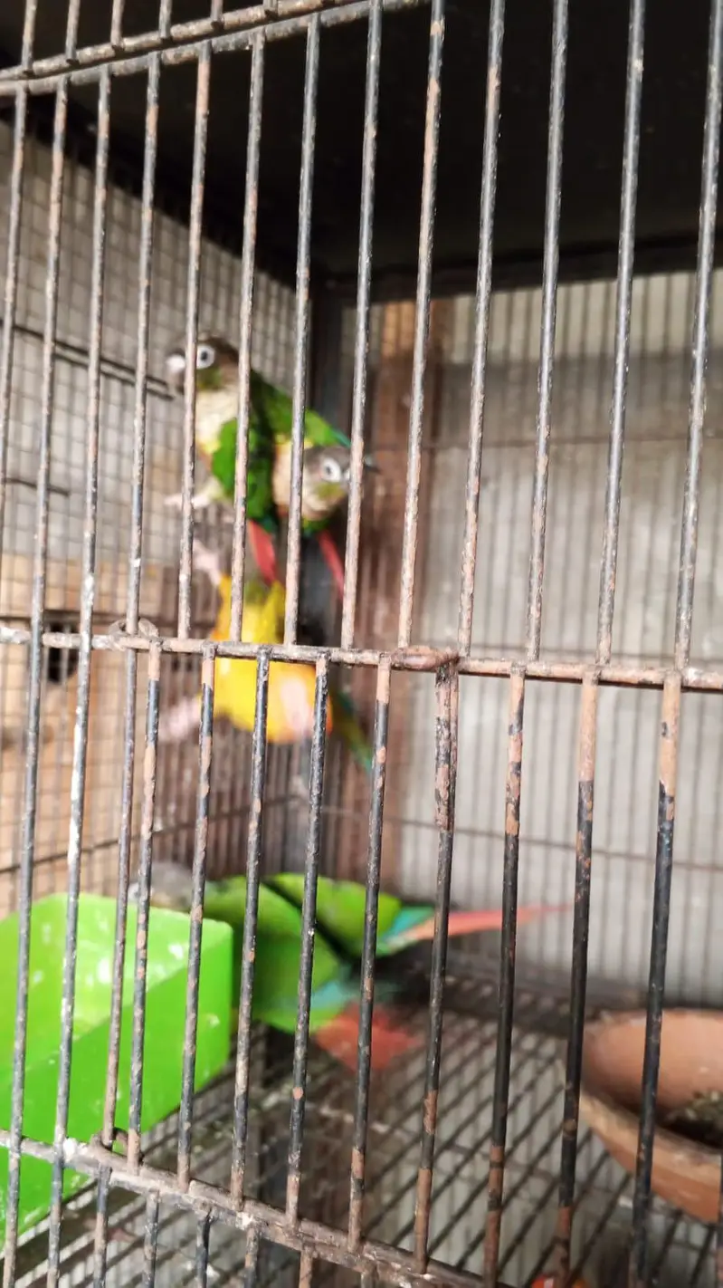 yellow sided conure — photo 2