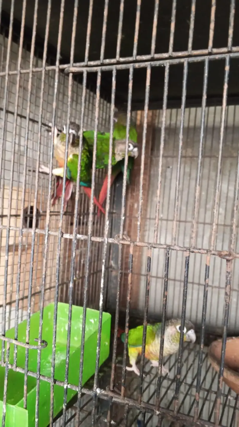 yellow sided conure — photo 3
