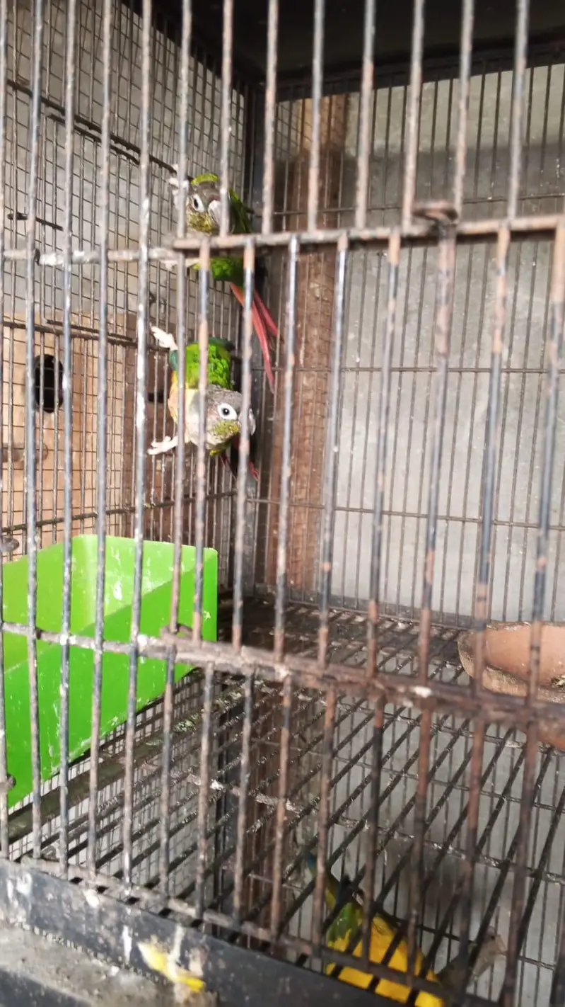 yellow sided conure — photo 4