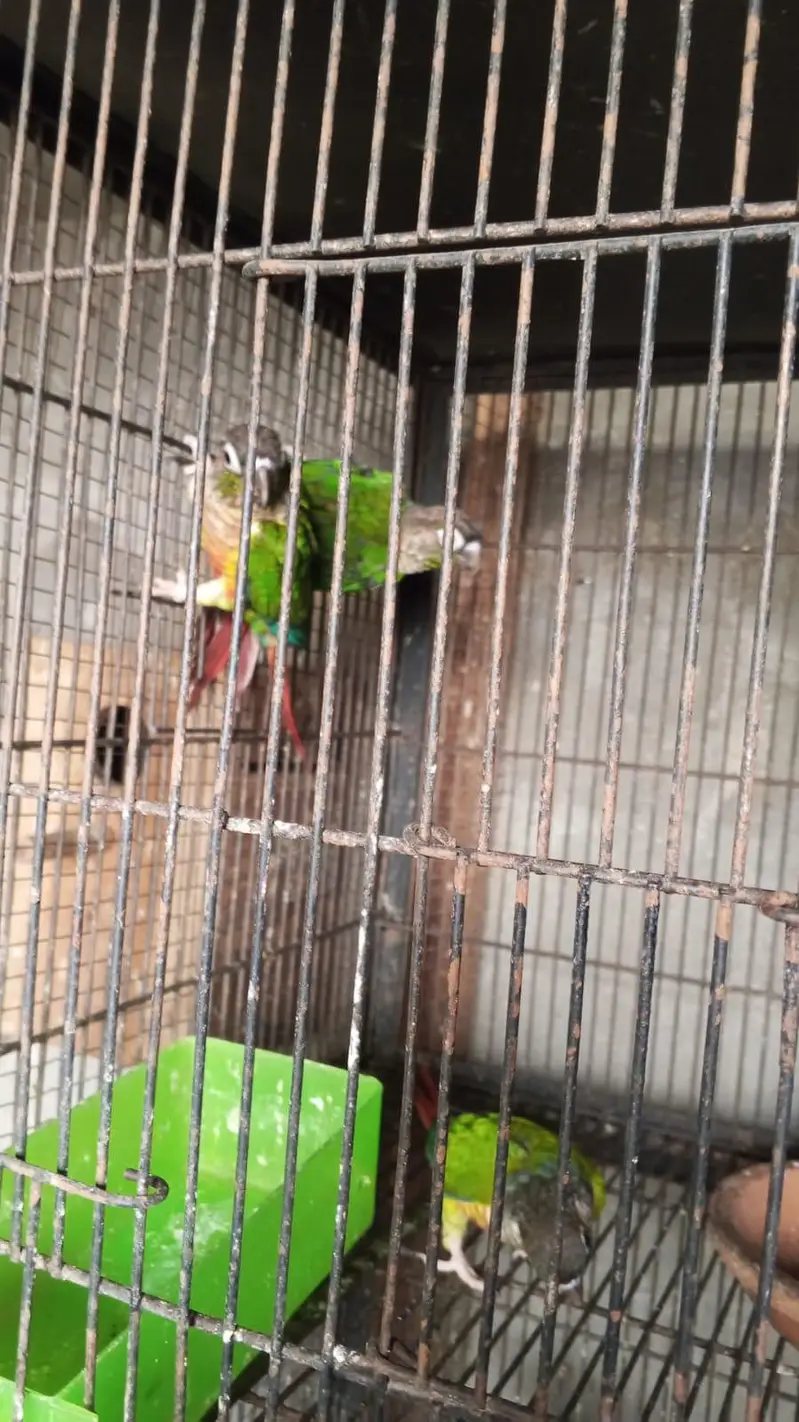 yellow sided conure — photo 5