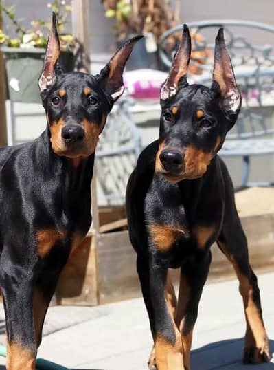 American Doberman puppies | Doberman Puppy | Dog for sale