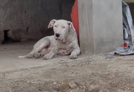 Dog Sarai a alamgir
