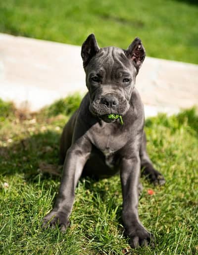 Cane Corso Puppy | Cane Corso Puppies | Dog for sale