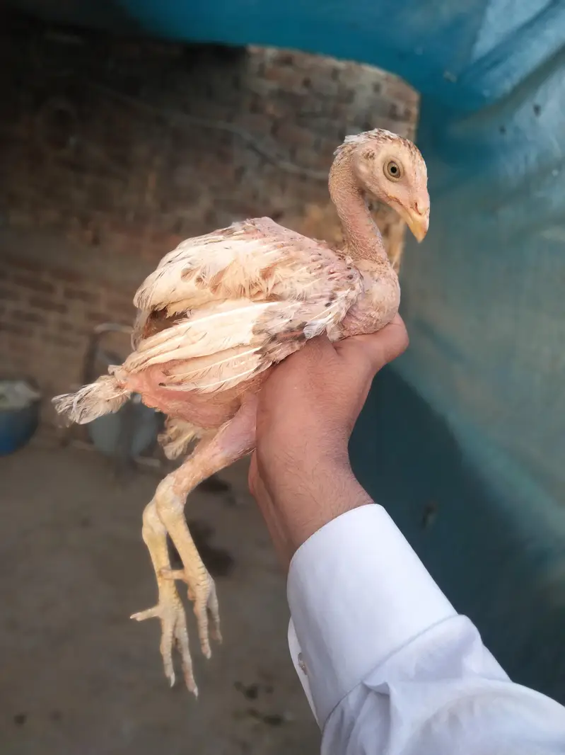 Pure Aseel Pair — photo 10